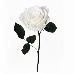 Imagem de Rosa Encantada Branca Unitária
