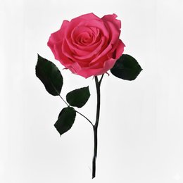 Imagem de Rosa Encantada Pink Unitária