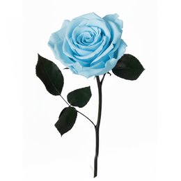 Imagem de Rosa Encantada Azul Clara Unitária