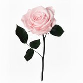 Rosa Encantada Cor de Rosa Unitária