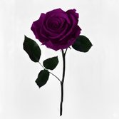 Rosa Encantada Púrpura Unitária