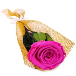 Imagem de Gentileza de Rosa Encantada Pink