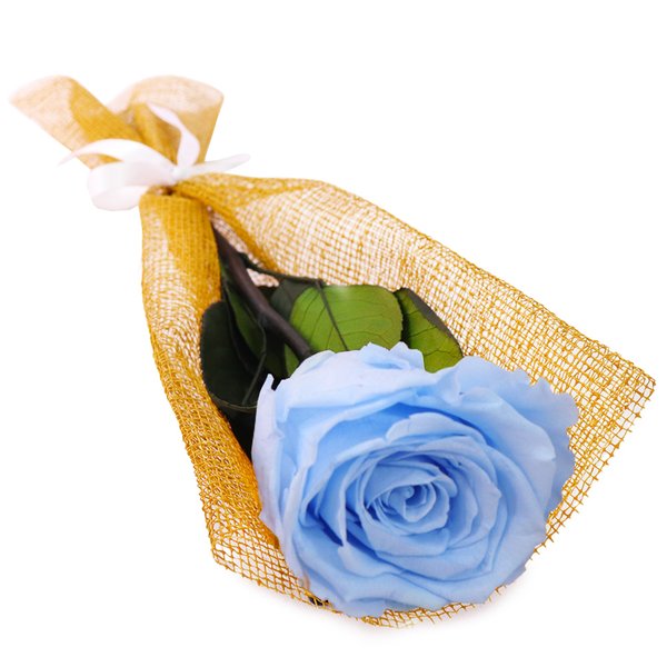 Gentileza de Rosa Encantada Azul Claro