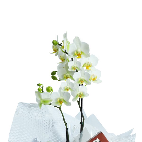 Kit Mini Rara Branca e Vinho Violette e Bombom Giuliana Flores