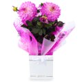 Dália Plantada Pink