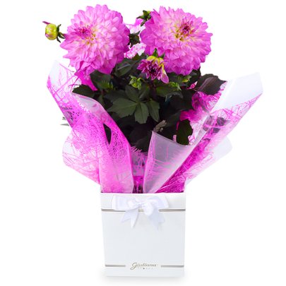 Dália Plantada Pink