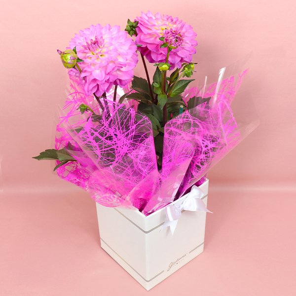 Dália Plantada Pink