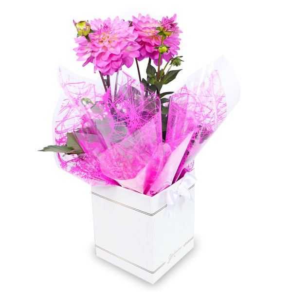 Dália Plantada Pink