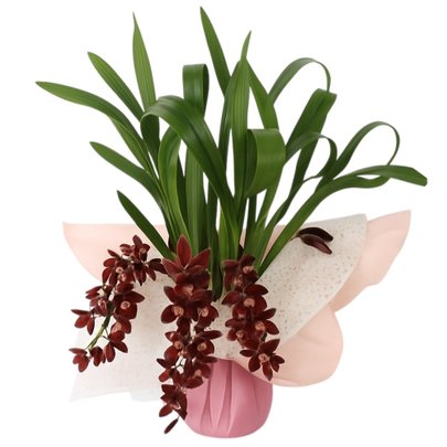 Orquídea Cymbidium Pendente