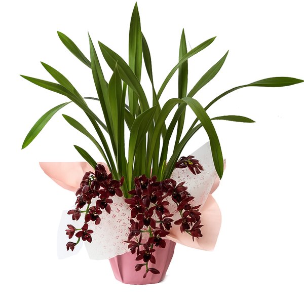 Orquídea Cymbidium Pendente