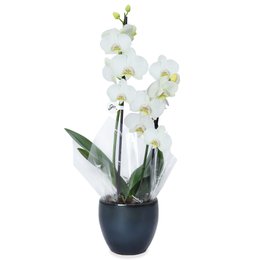 Imagem de Orquídea Branca no Vaso de Cerâmica