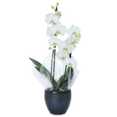 Orquídea Branca no Vaso de Cerâmica