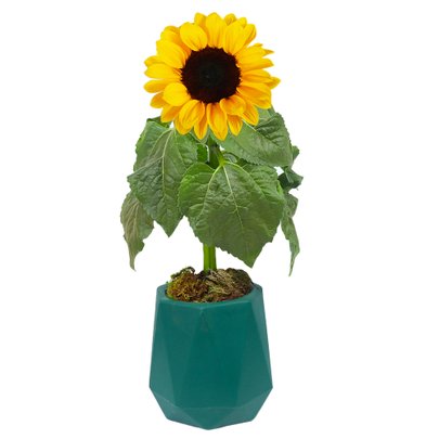 Girassol Plantado no Vaso Relevo Verde