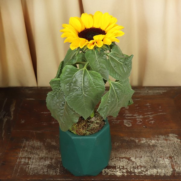 Girassol Plantado no Vaso Relevo Verde