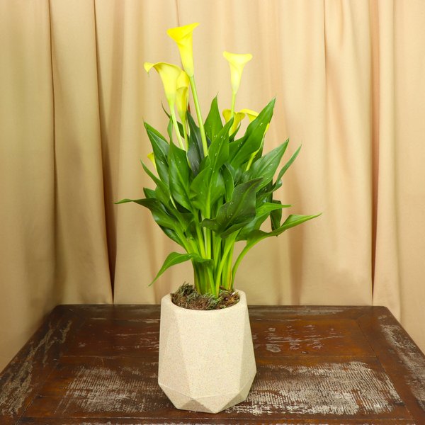 Callas Amarelo Plantado no Vaso Relevo Bege