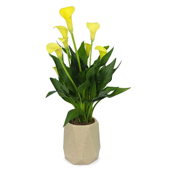 Callas Amarelo Plantado no Vaso Relevo Bege