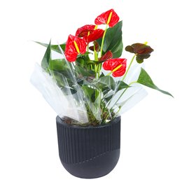 Imagem de Antúrio Vermelho Plantado no Vaso Elegância