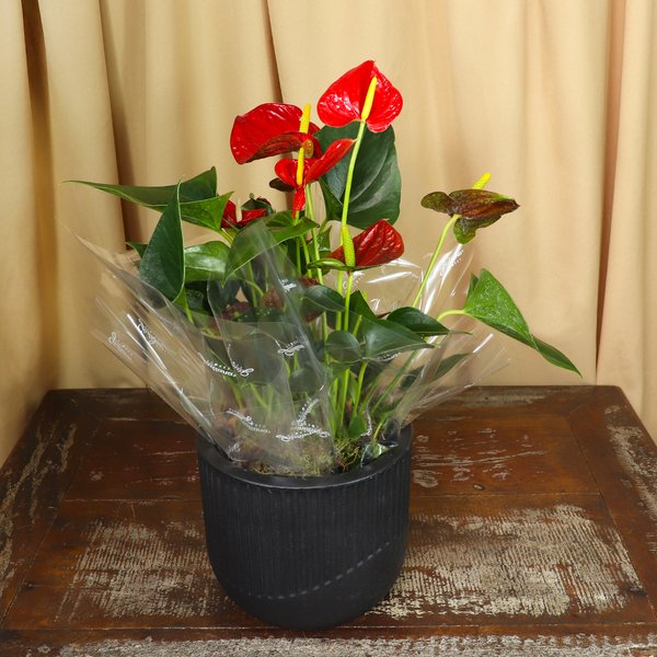 Antúrio Vermelho Plantado no Vaso Elegância