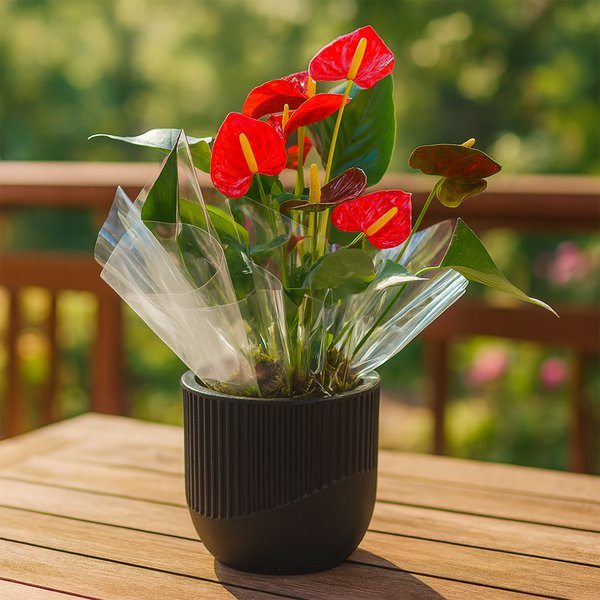 Antúrio Vermelho Plantado no Vaso Elegância