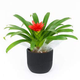 Imagem de Bromélia Plantada no Vaso Clássico