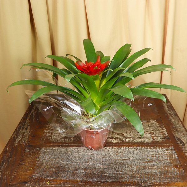 Bromélia Plantada no Vaso Clássico