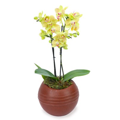 Deslumbrante Mini Orquídea Plantada no Vaso Rústico