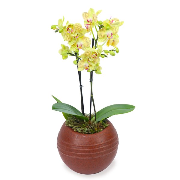 Deslumbrante Mini Orquídea Plantada no Vaso Rústico