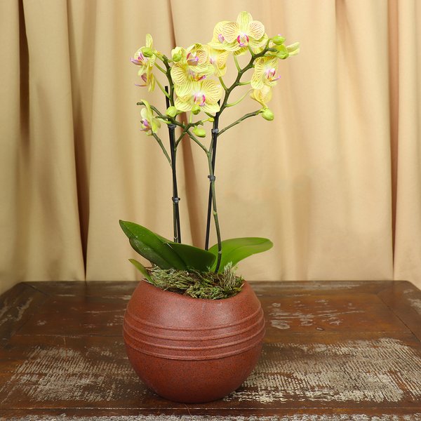 Deslumbrante Mini Orquídea Plantada no Vaso Rústico
