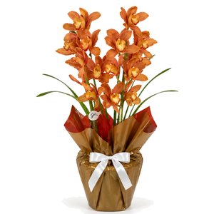 Imagem de Orquídea Cymbidium Laranja