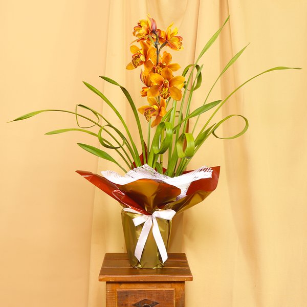 Orquídea Cymbidium Laranja