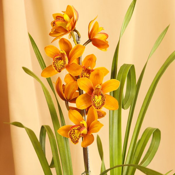 Orquídea Cymbidium Laranja