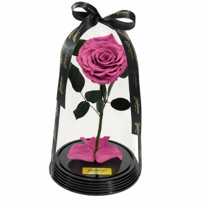 Fabulosa Rosa Encantada Violeta
