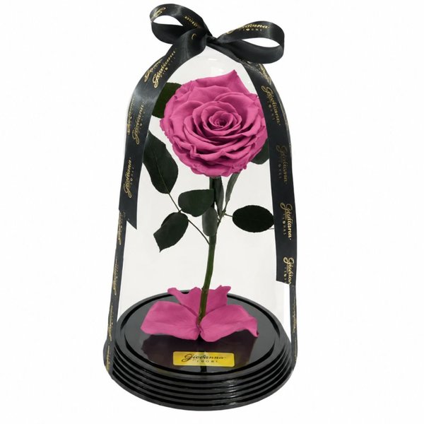 Fabulosa Rosa Encantada Violeta