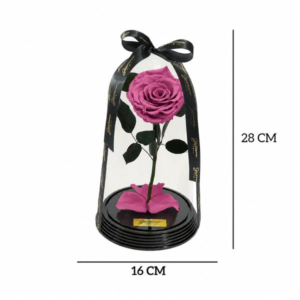 Fabulosa Rosa Encantada Violeta