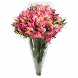 Imagem de Buquê de Astromélias Cor de Rosa com 10 unidades