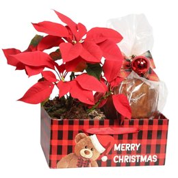 Imagem de Kit Merry Christmas com Flor de Natal Poinsétia e Panettone