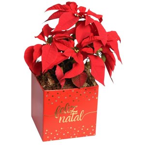 Imagem de Flor de Natal Poinsétia no Box
