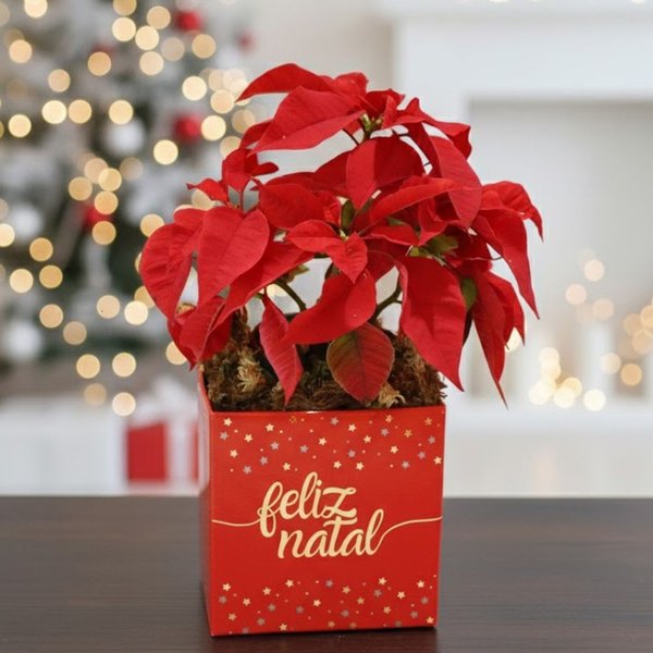 Flor de Natal Poinsétia no Box