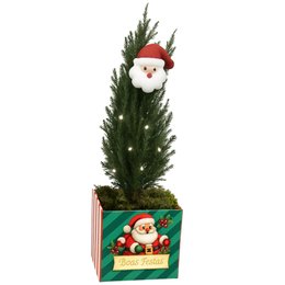 Imagem de Pinheirinho Iluminado de Natal