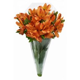 Imagem de Buquê de Astromélias Laranja com 10 Unidades