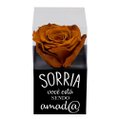 Rosa Encantada Cor Chocolate na Caixinha