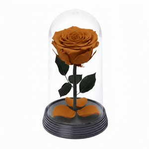 Imagem de A Bela Rosa Encantada Cor Chocolate