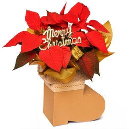 Imagem de Flor de Natal Poinsétia na Botinha Merry Christmas