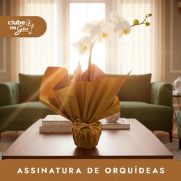 Imagem de Clube da Giu - Assinatura de Orquídeas