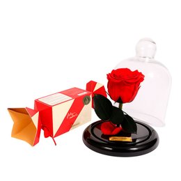 Imagem de Mini Rosa Encantada Vermelha e Gingercandy Biscoitê