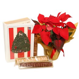 Imagem de Flor de Natal Poinsétia e Livro Doces Memórias Biscoitê