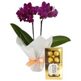 Mini Orquídea Rara Lilás e Ferrero Rocher