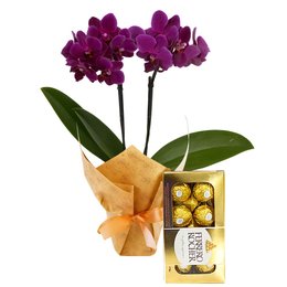 Imagem de Mini Orquídea Rara Lilás e Ferreiro Rocher