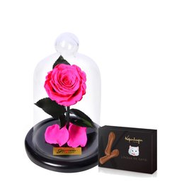 Imagem de Mini Rosa Encantada Pink e Língua de Gato Kopenhagen