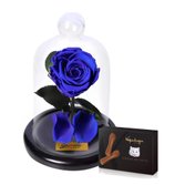 Mini Rosa Encantada Azul e Língua de Gato Kopenhagen